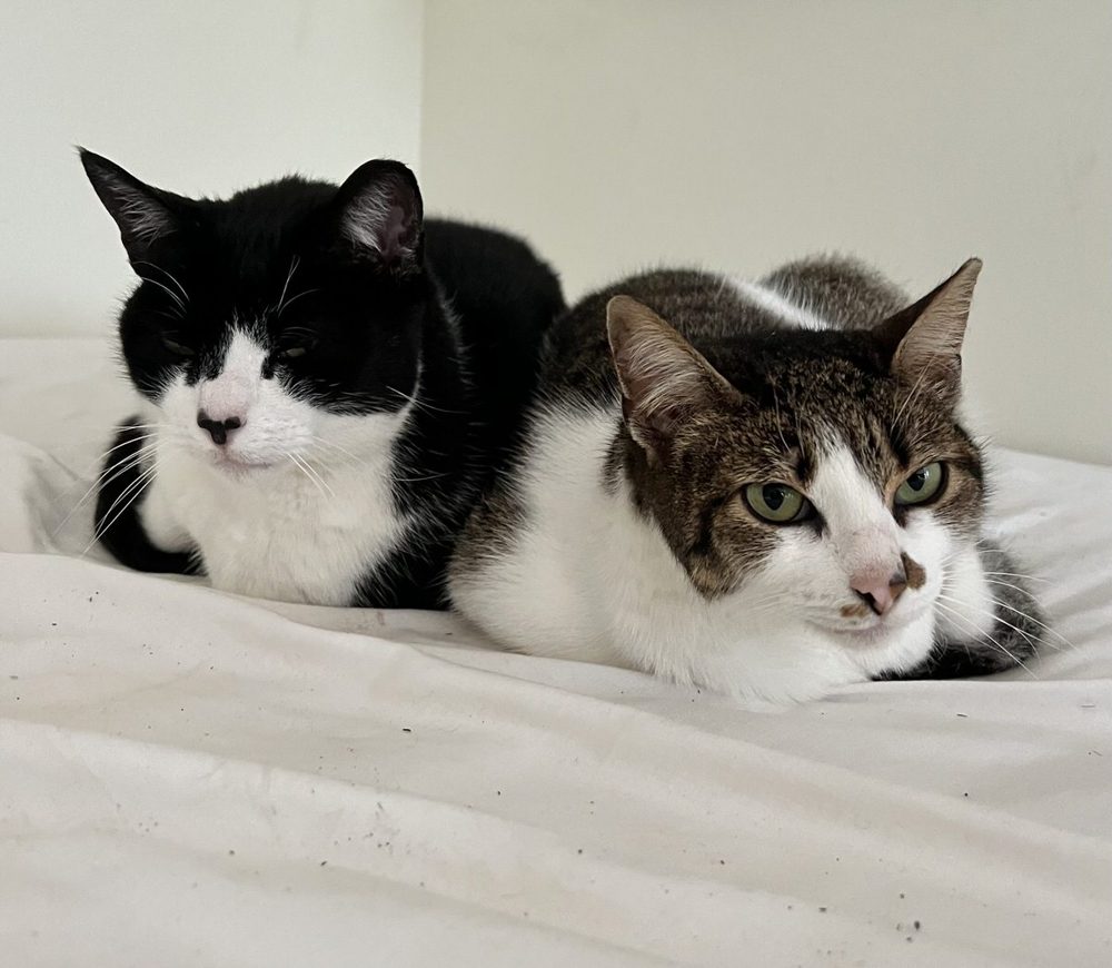 Gatos