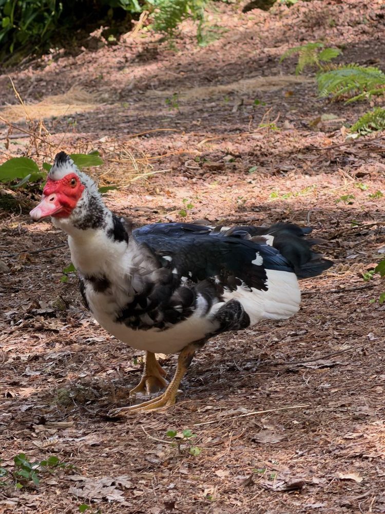 Patos