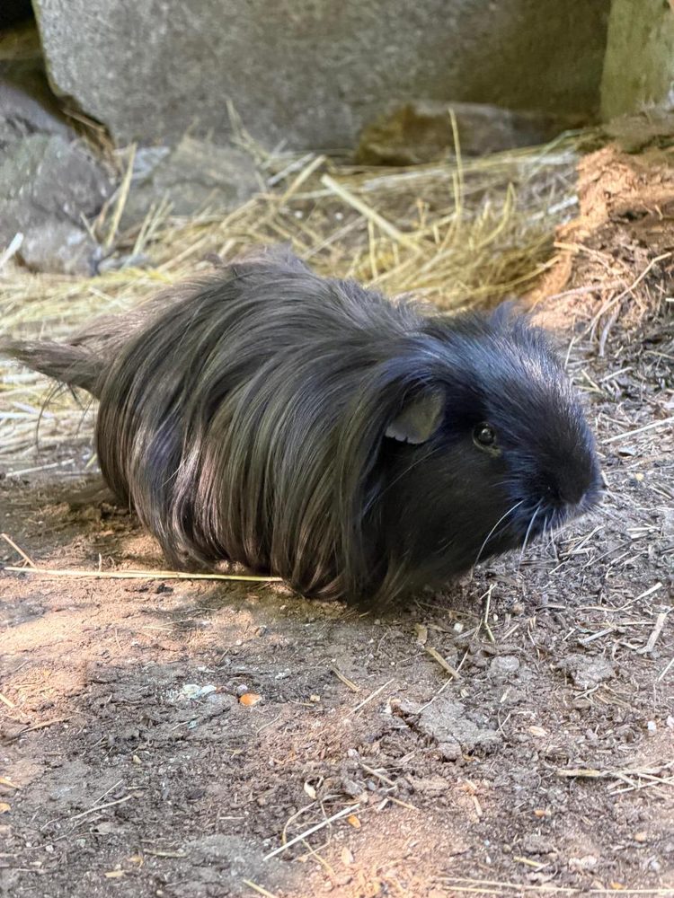 Porquinhos da Índia